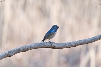 ルリビタキ 北本自然観察公園 2021年1月4日(月)