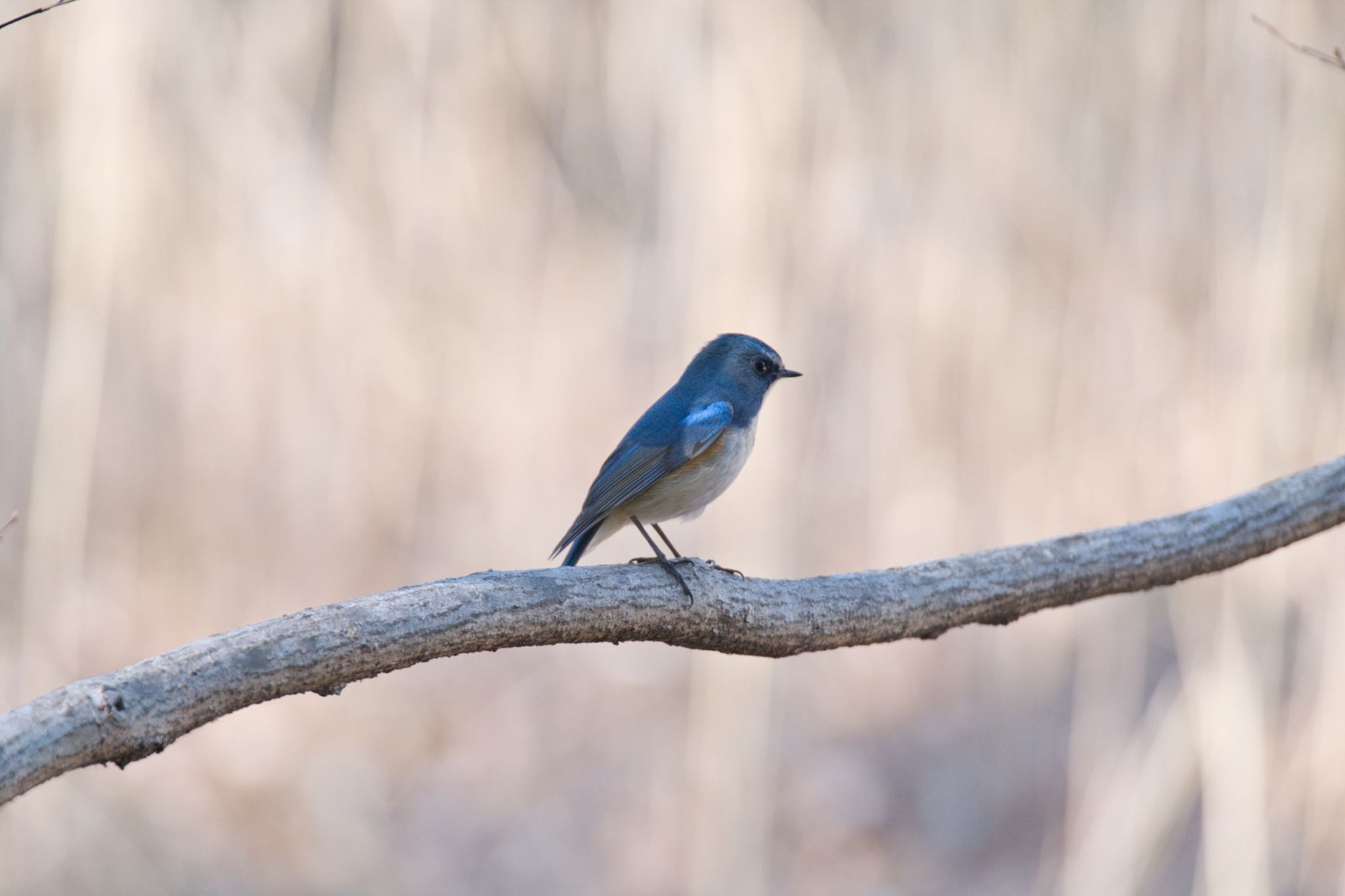 Red-flanked Bluetail