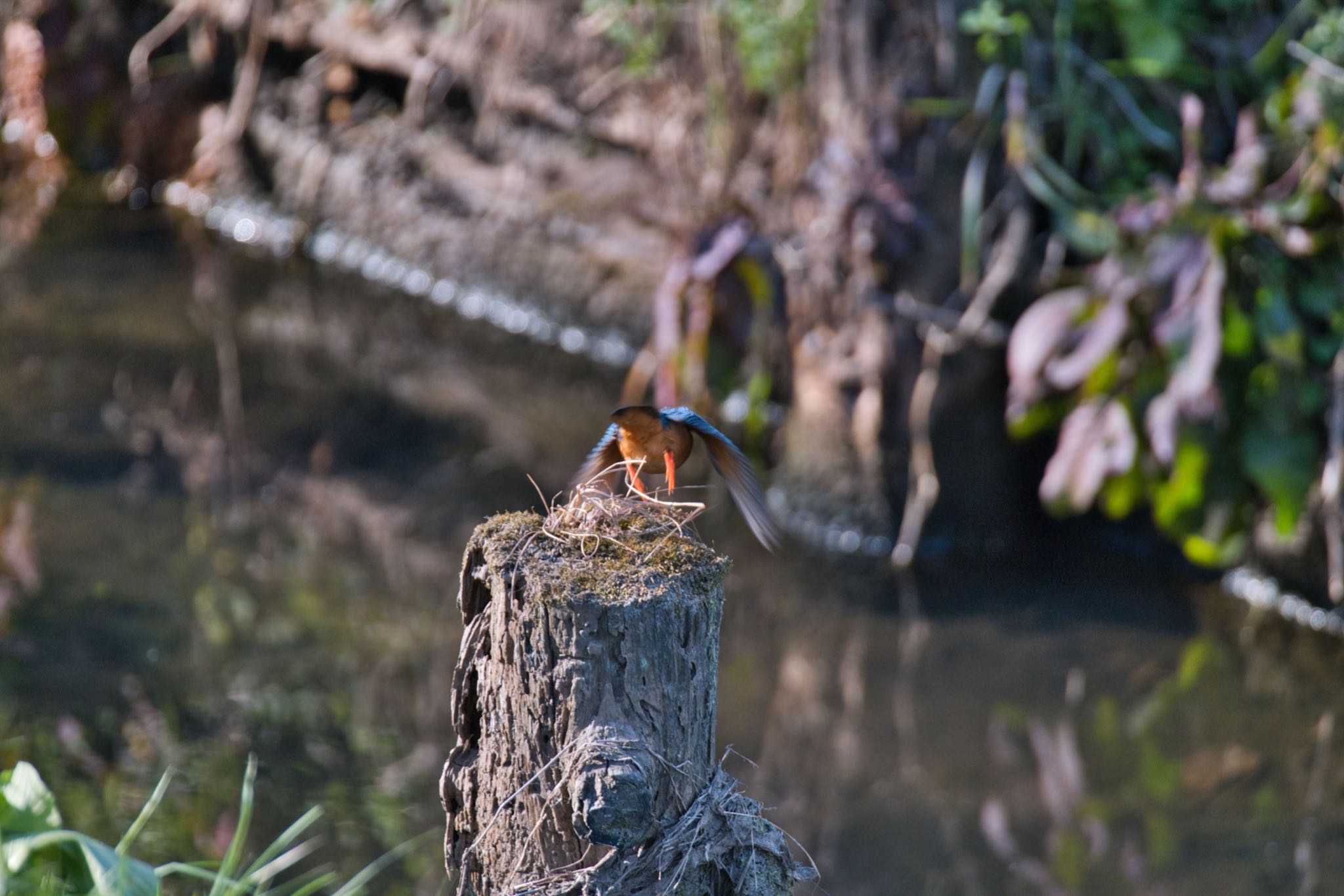 上尾丸山公園 カワセミの写真 by あおじさん