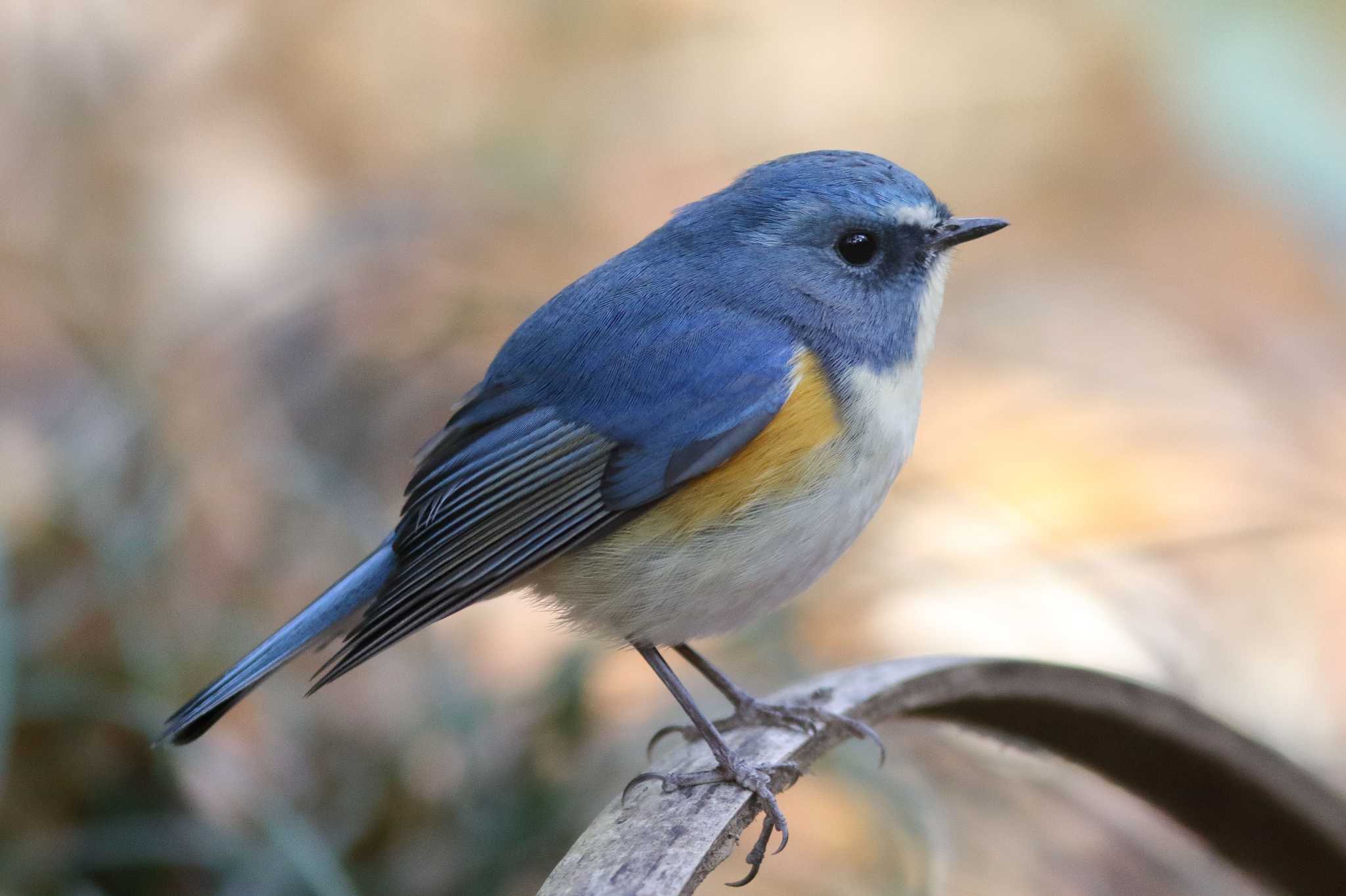 Photo of Red-flanked Bluetail at Meiji Jingu(Meiji Shrine) by shin