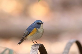 ルリビタキ 明治神宮 2016年12月11日(日)