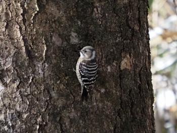 Japanese Pygmy Woodpecker 太白山自然観察の森 Sat, 1/9/2021