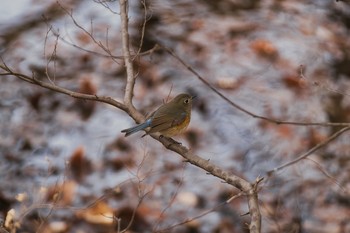 2021年1月5日(火) 北本自然観察公園の野鳥観察記録