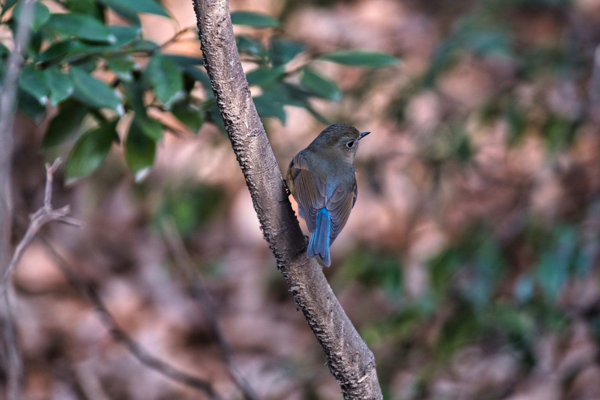 Red-flanked Bluetail