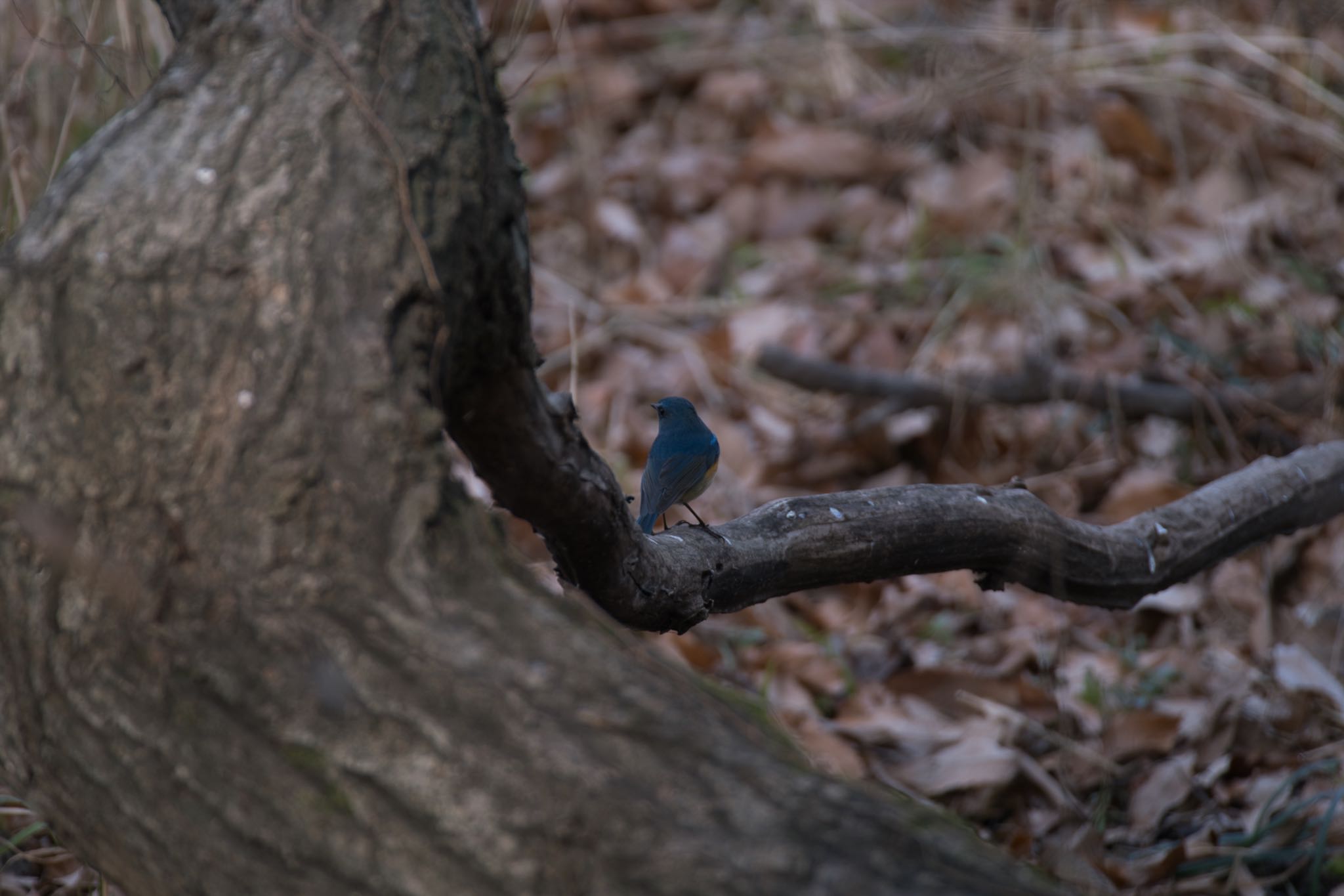 Red-flanked Bluetail