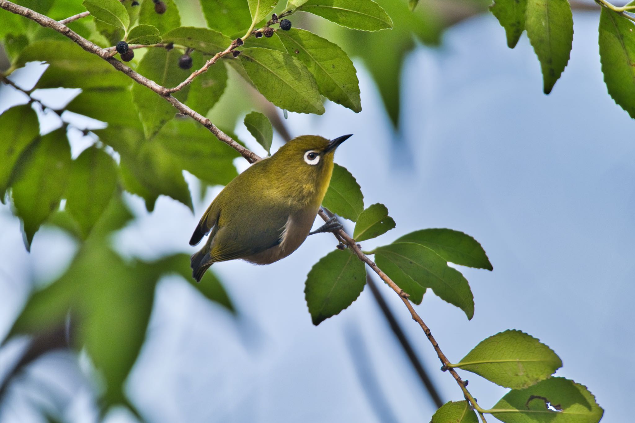 Warbling White-eye