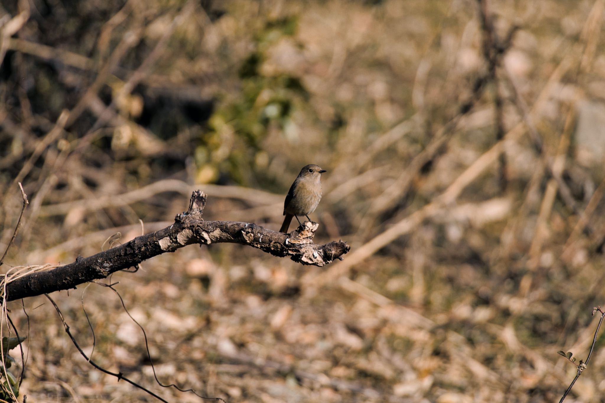 Daurian Redstart