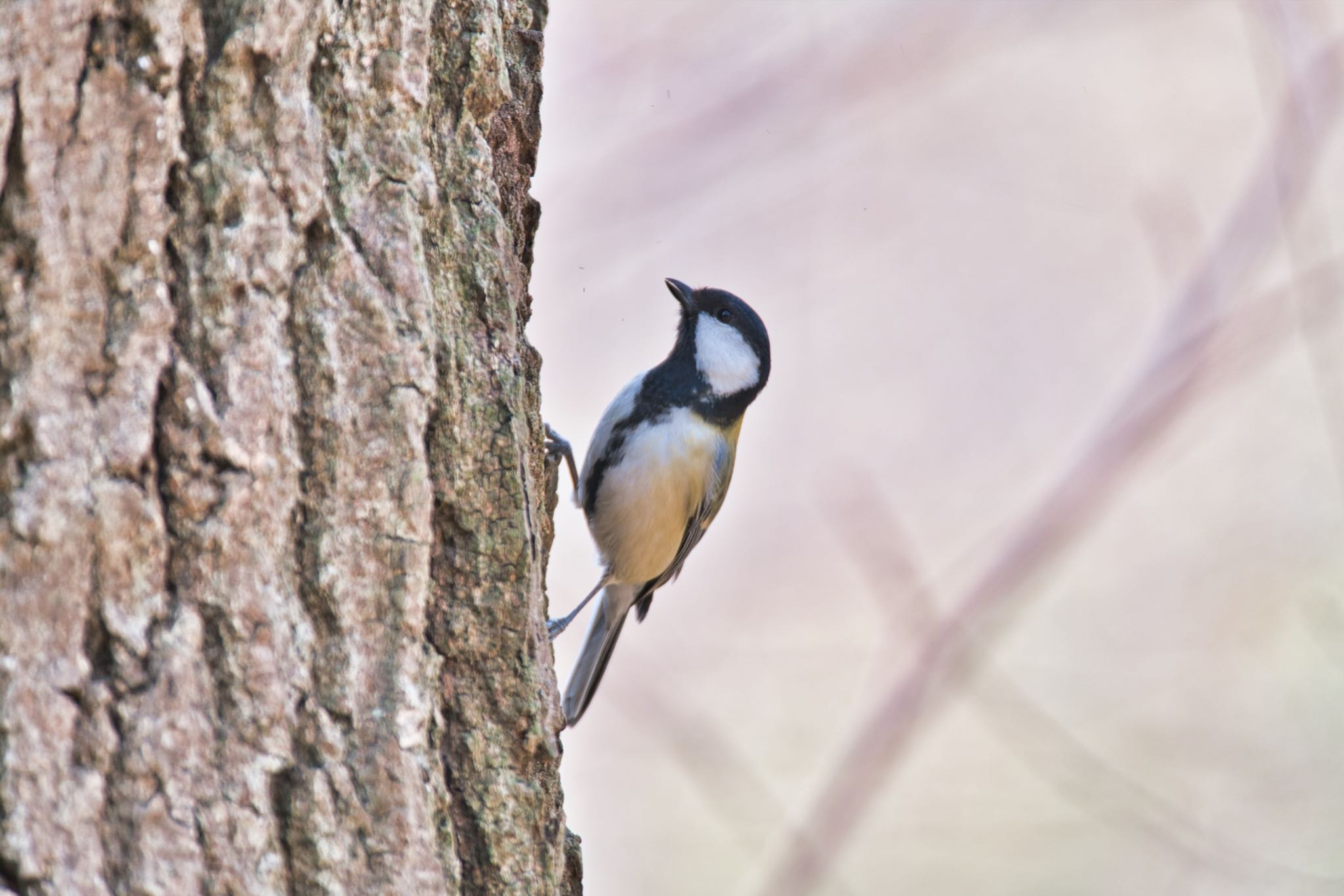 Japanese Tit