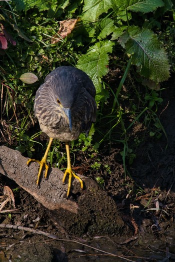 2021年1月5日(火) 上尾丸山公園の野鳥観察記録