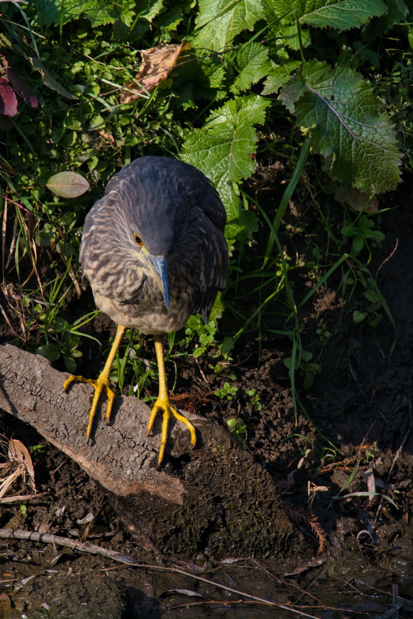 上尾丸山公園 ゴイサギの写真 by あおじさん