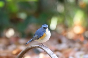 ルリビタキ 明治神宮 2016年12月11日(日)