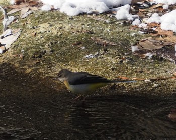 Grey Wagtail 太白山自然観察の森 Sat, 1/9/2021