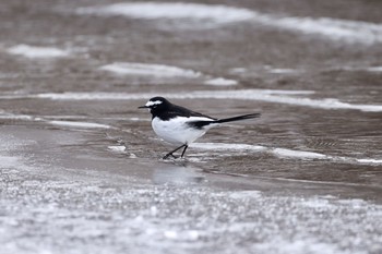 Japanese Wagtail 栃木県 Mon, 1/11/2021