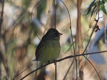 Masked Bunting 太白山自然観察の森 Sat, 1/9/2021