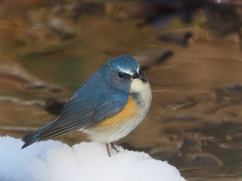 ルリビタキ 太白山自然観察の森 2021年1月9日(土)