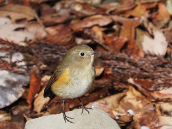 Red-flanked Bluetail 太白山自然観察の森 Sat, 1/9/2021