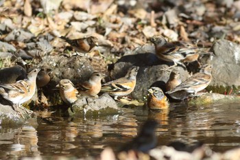 アトリ 代々木公園 2016年12月11日(日)