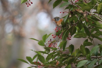 Brambling Unknown Spots Mon, 1/11/2021