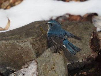 Red-flanked Bluetail 太白山自然観察の森 Sun, 1/10/2021