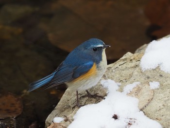 Red-flanked Bluetail 太白山自然観察の森 Sun, 1/10/2021