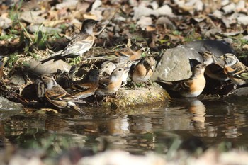 アトリ 代々木公園 2016年12月11日(日)