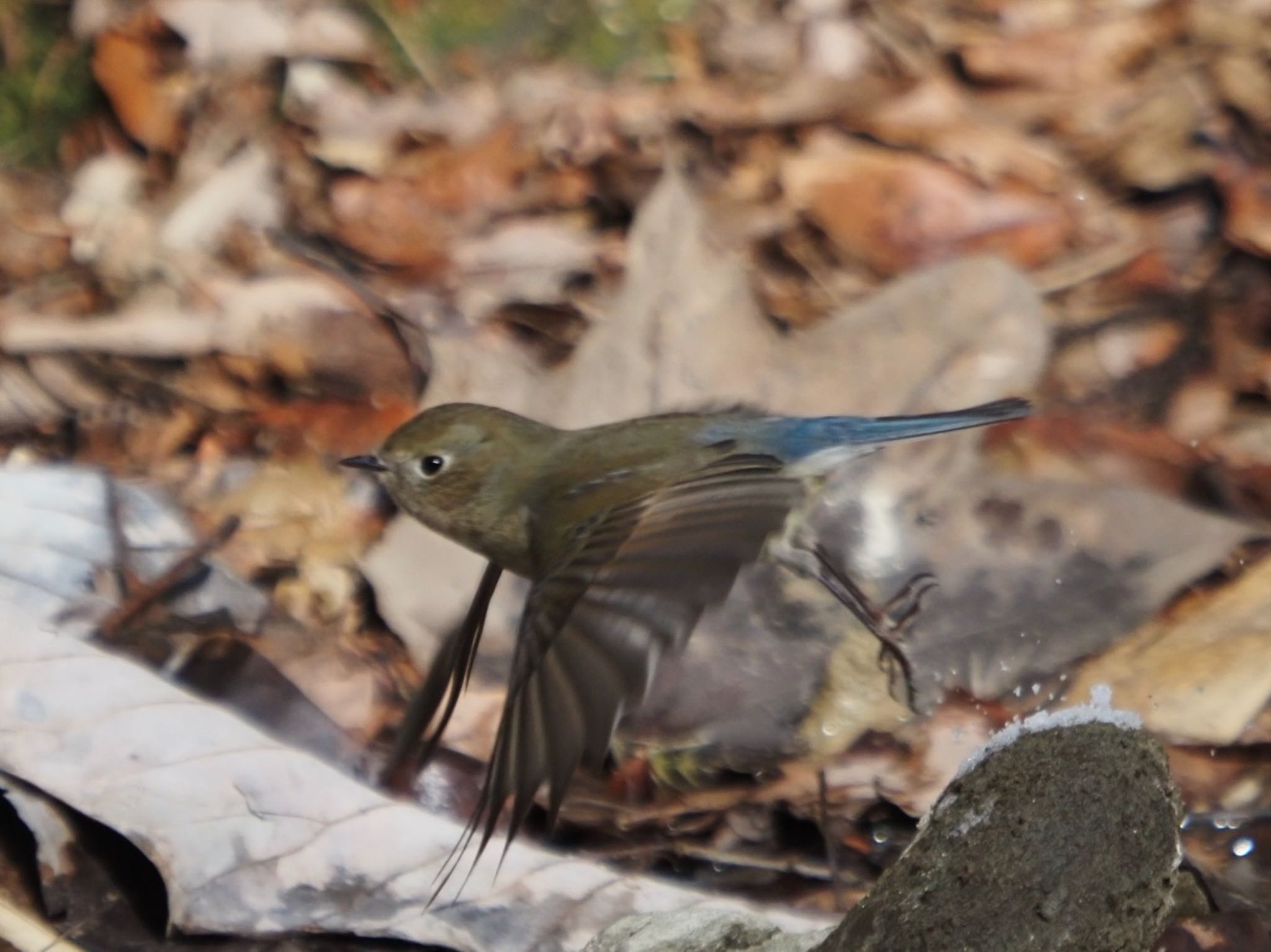 Photo of Red-flanked Bluetail at 太白山自然観察の森 by Yoshiro