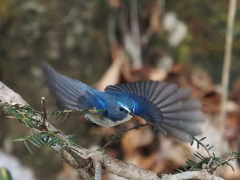 ルリビタキ 太白山自然観察の森 2021年1月11日(月)