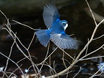 Red-flanked Bluetail 太白山自然観察の森 Mon, 1/11/2021