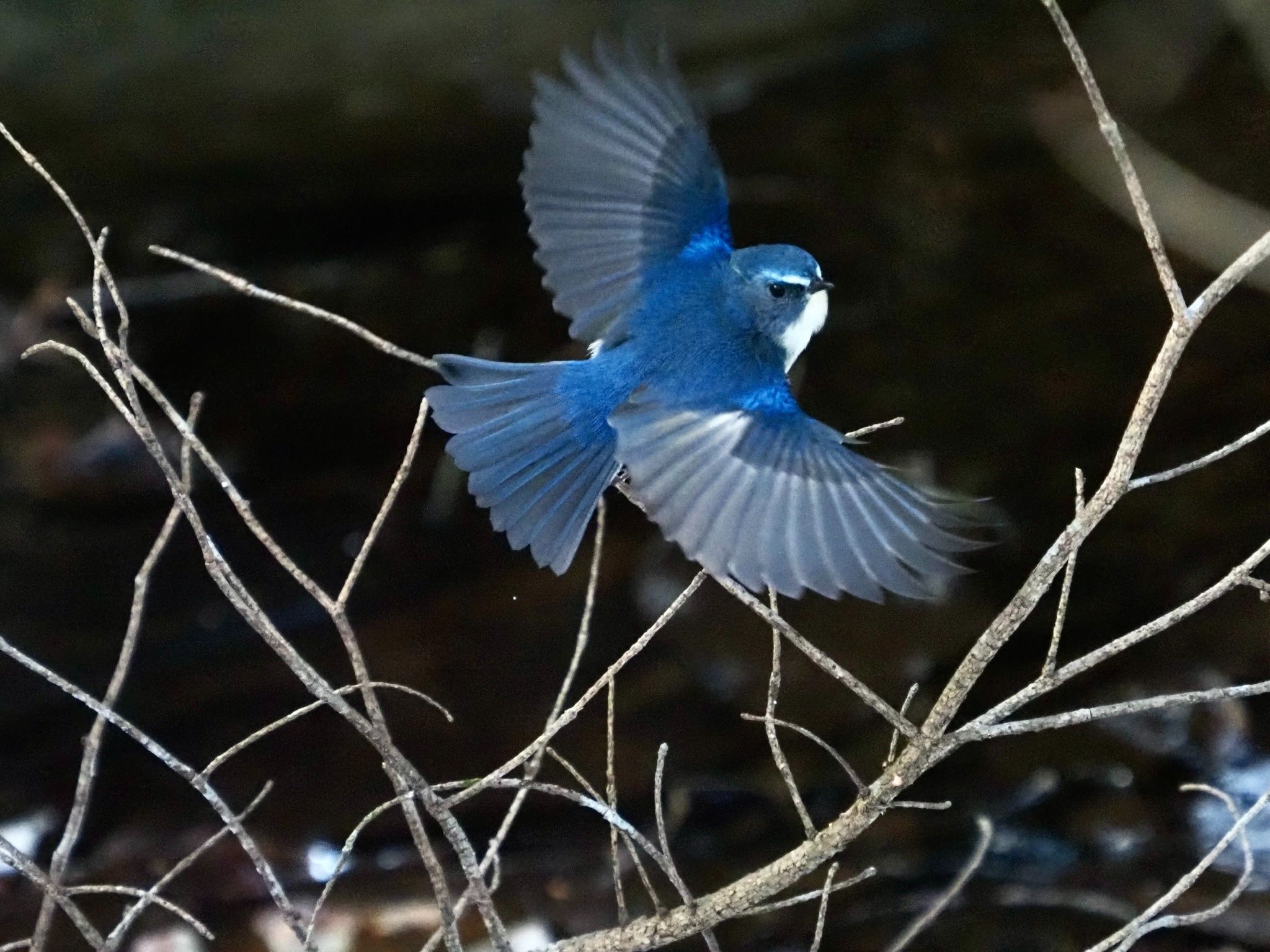 Photo of Red-flanked Bluetail at 太白山自然観察の森 by Yoshiro