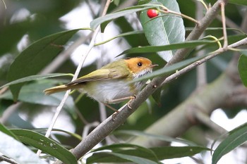 Rufous-faced Warbler 武漢 木蘭山 Sun, 1/10/2021