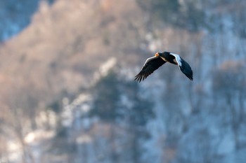 オオワシ 栃木県 撮影日未設定