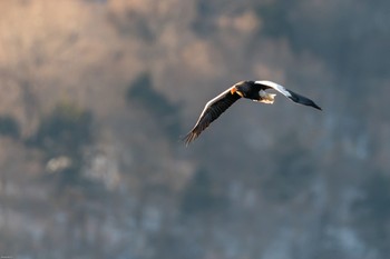 オオワシ 栃木県 撮影日未設定