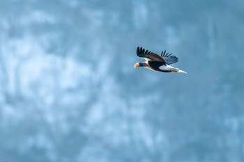 オオワシ 栃木県 撮影日未設定