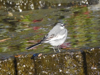 ハクセキレイ しながわ区民公園(品川区民公園) 2021年1月9日(土)