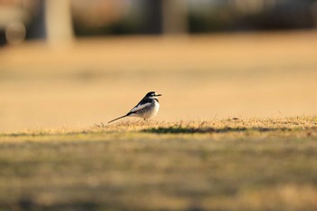 ハクセキレイ 甲子園浜(兵庫県西宮市) 2021年1月1日(金)