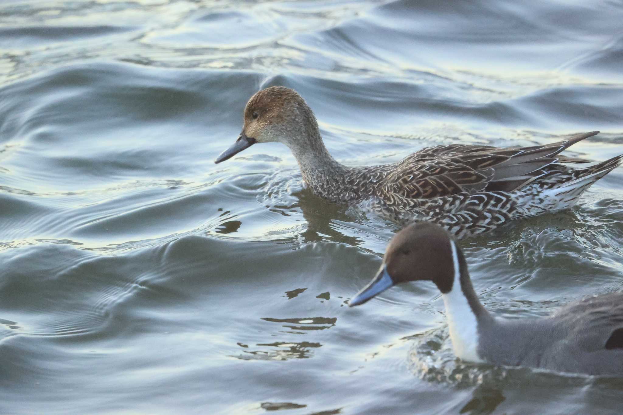 甲子園浜(兵庫県西宮市) オナガガモの写真 by yossan1969