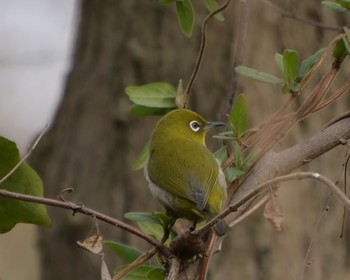 メジロ 秋ヶ瀬公園(野鳥の森) 2021年1月11日(月)