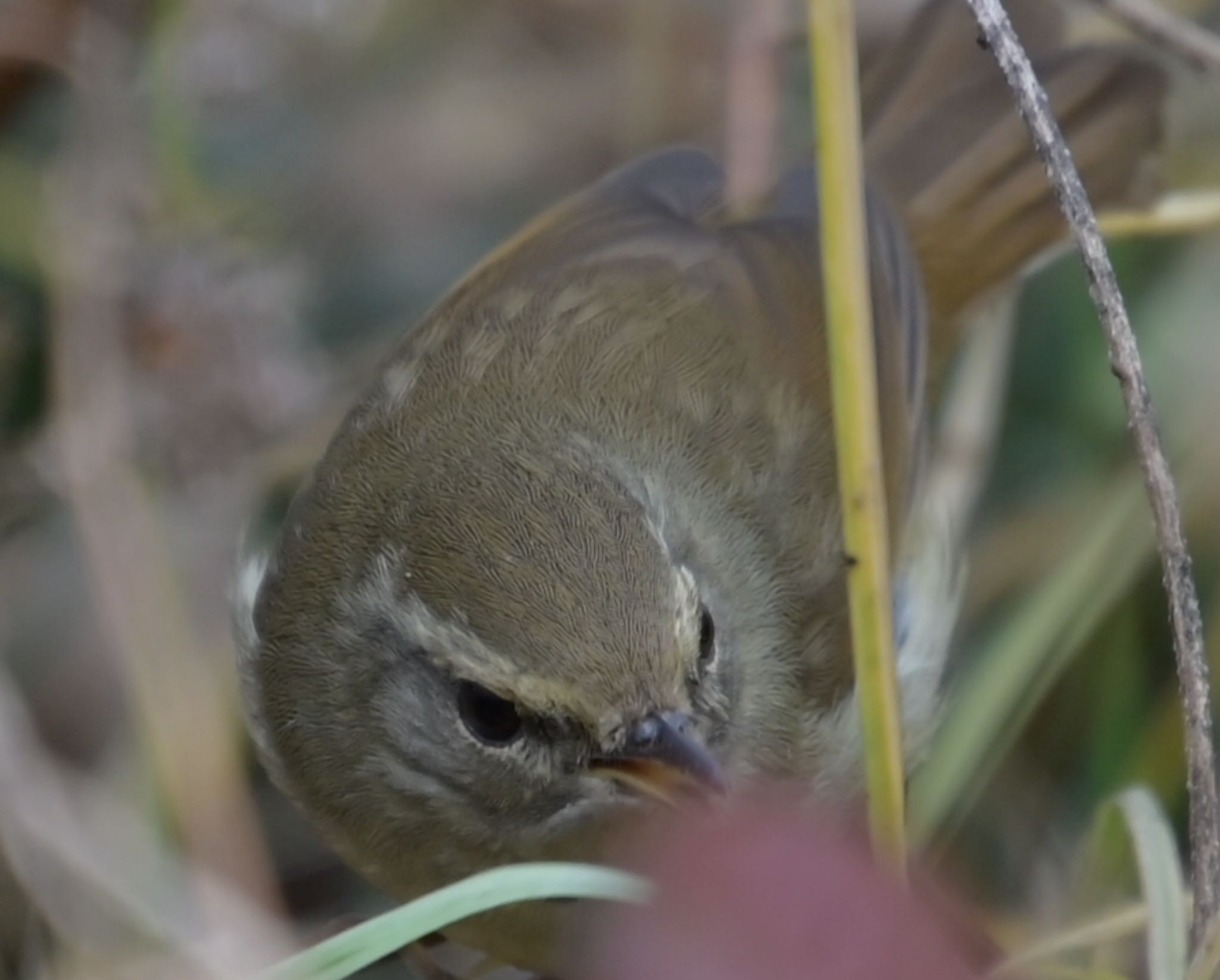 秋ヶ瀬公園(野鳥の森) ウグイスの写真 by umtr 