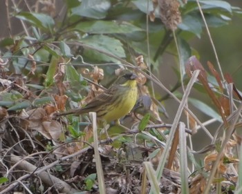 アオジ 秋ヶ瀬公園(野鳥の森) 2021年1月11日(月)