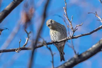 Eurasian Siskin 丹沢 Sun, 1/10/2021