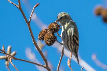 Eurasian Siskin 丹沢 Sun, 1/10/2021