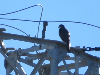 Eurasian Sparrowhawk Unknown Spots Sun, 1/10/2021