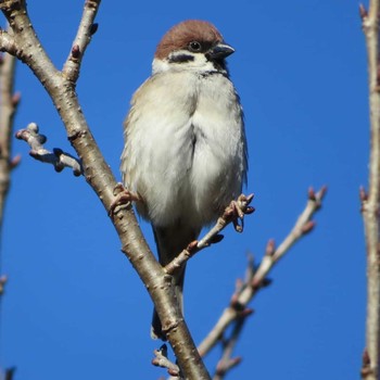 Eurasian Tree Sparrow Unknown Spots Unknown Date