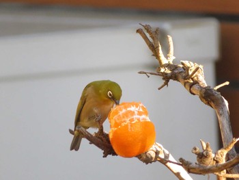 Warbling White-eye Unknown Spots Sun, 1/10/2021