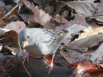 Grey Bunting Unknown Spots Mon, 1/4/2021