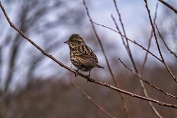 2021年1月6日(水) 北本自然観察公園の野鳥観察記録