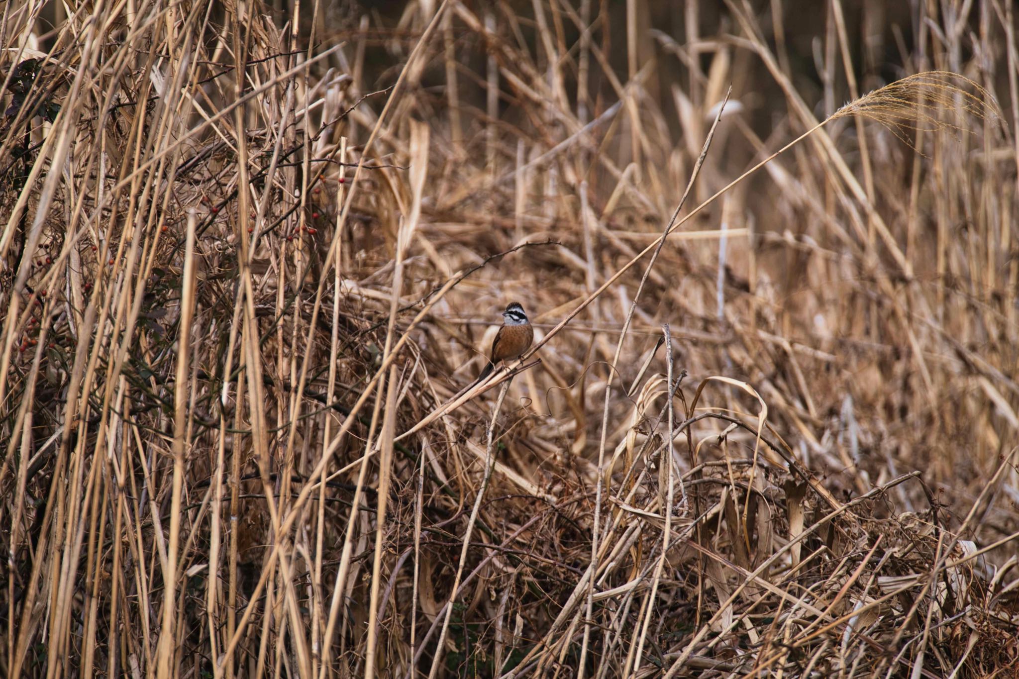 北本自然観察公園 カシラダカの写真 by あおじさん