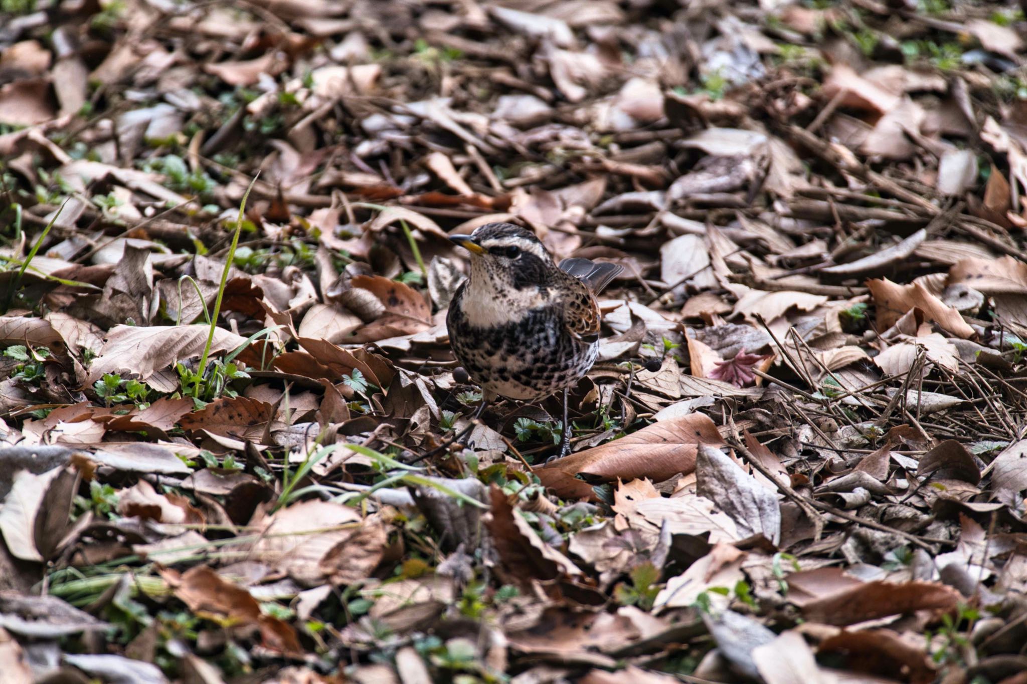 北本自然観察公園 ツグミの写真 by あおじさん