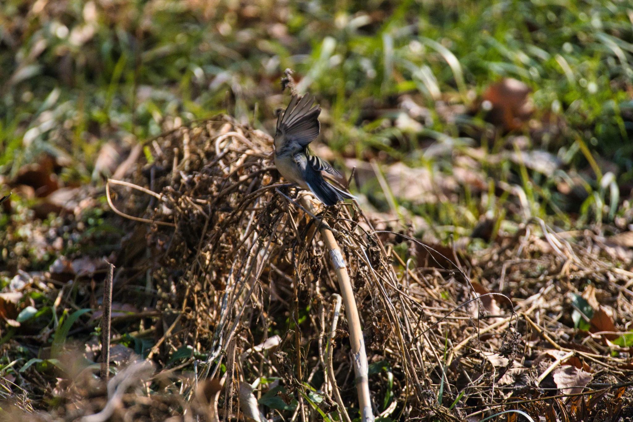 Photo of Japanese Tit at Kitamoto Nature Observation Park by あおじさん