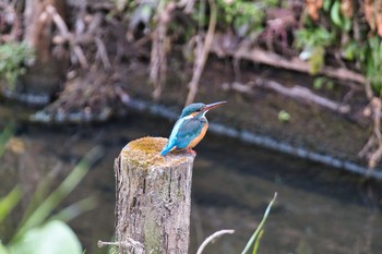 カワセミ 上尾丸山公園 2021年1月6日(水)